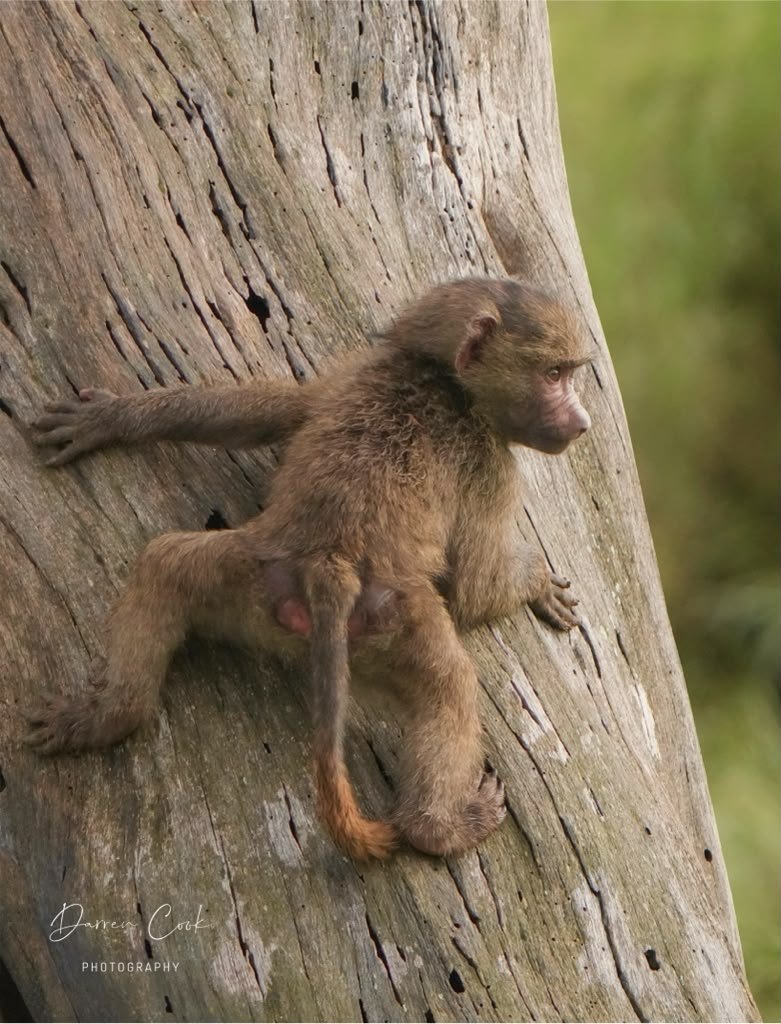Gombe Stream National Park, Tanzania