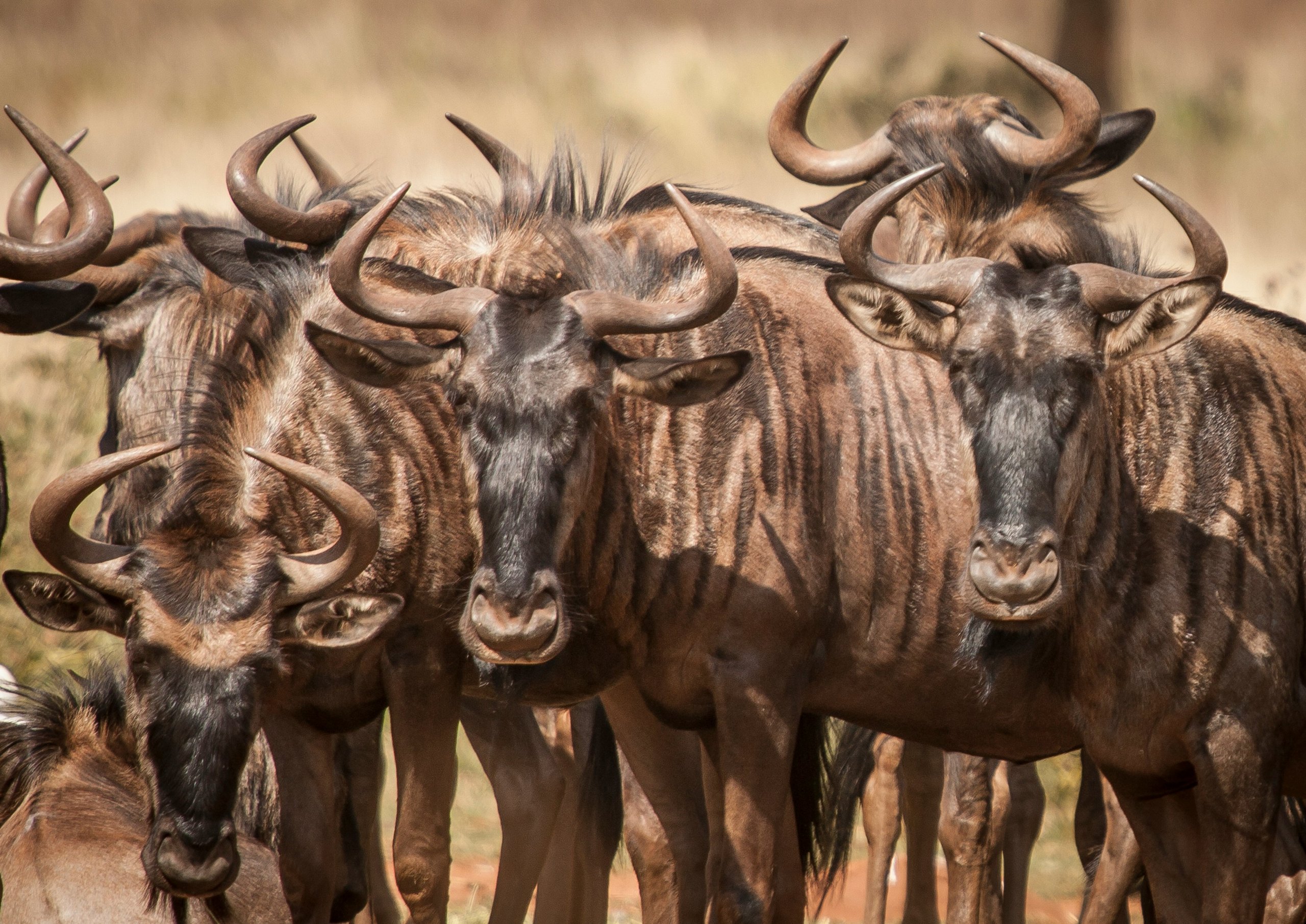 A tight group of wildebeest standing together