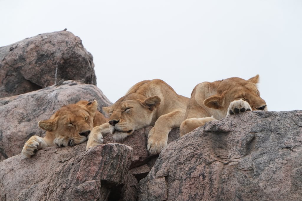 Serengeti