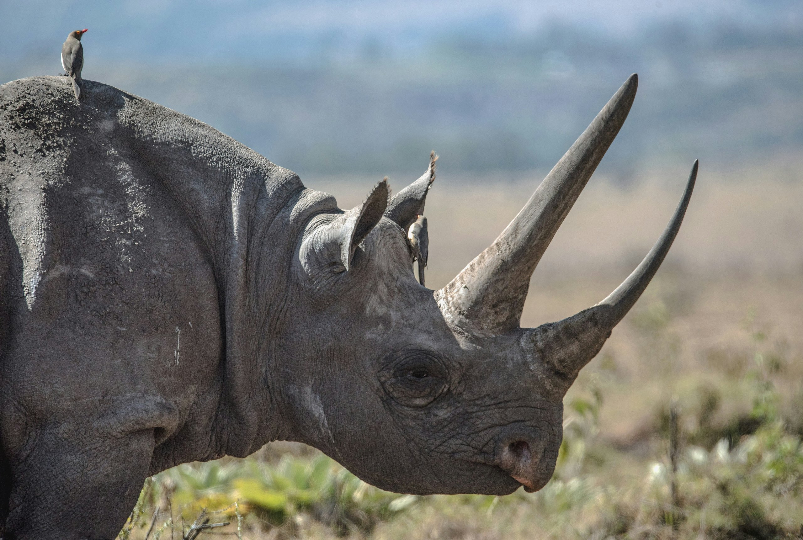 Close portrait of a rhino with a bird perched on its back