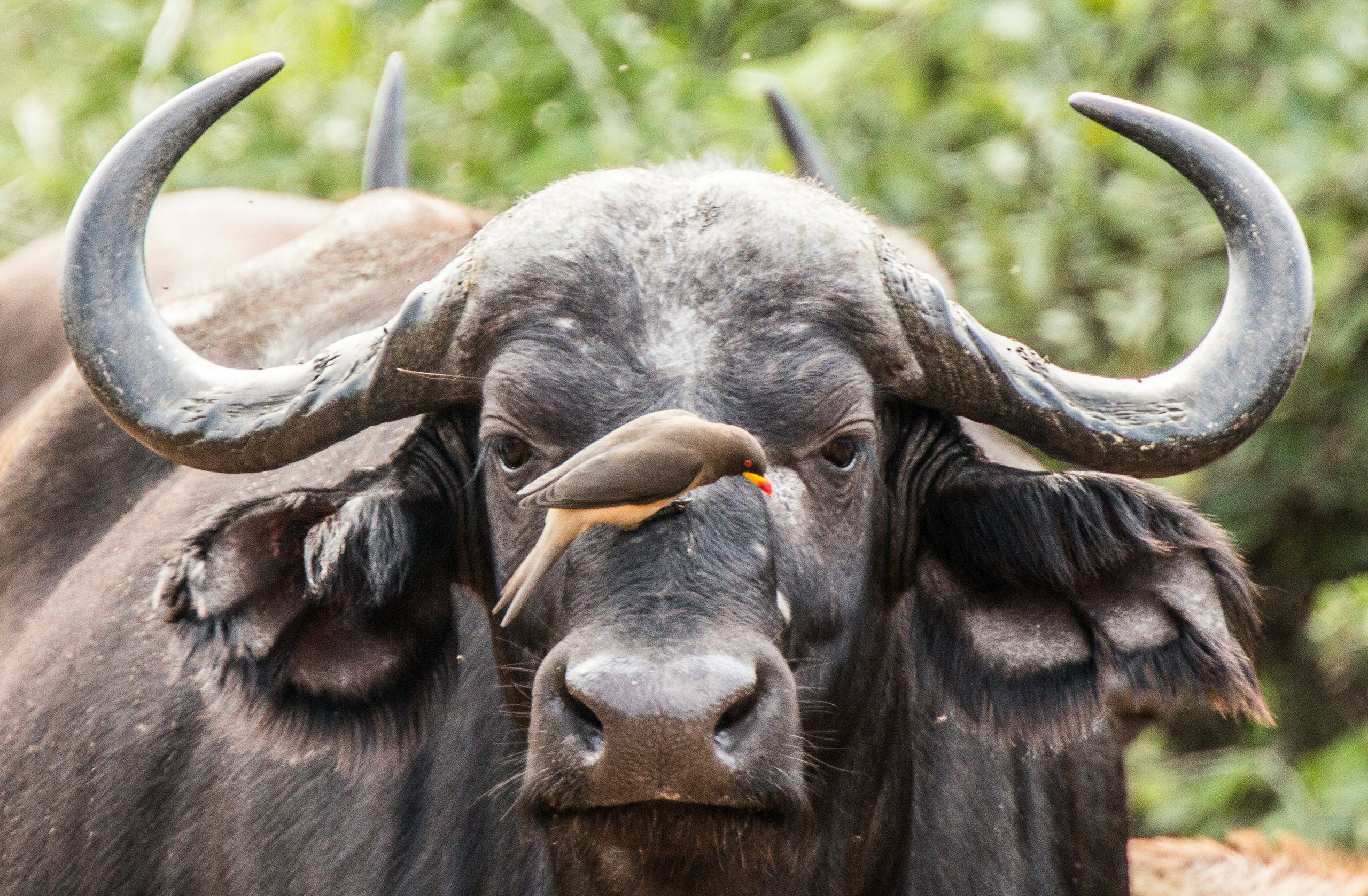 Portrait of a cape buffalo with an oxpecker on its face