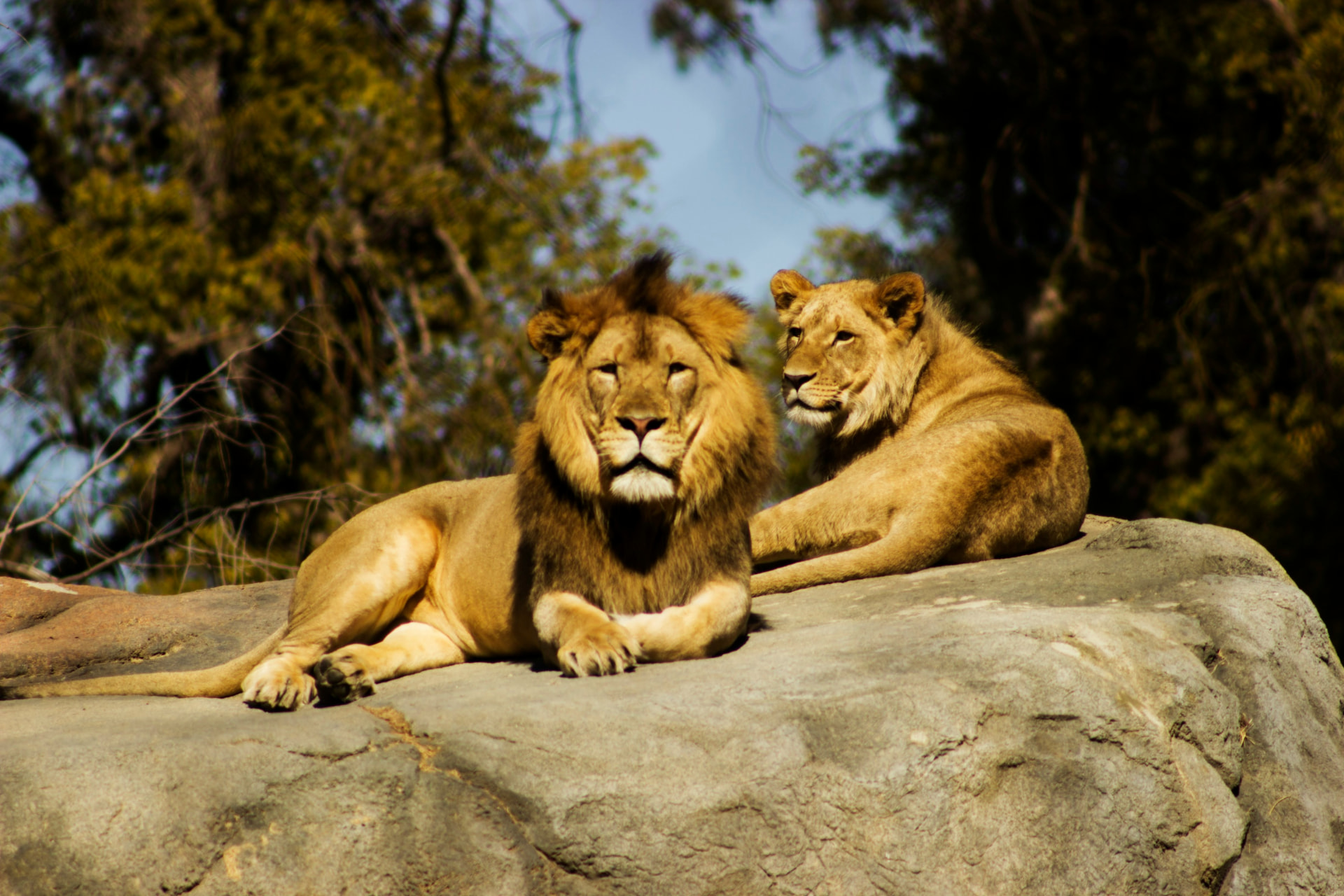 A lion and lioness resting together on sunlit rocks