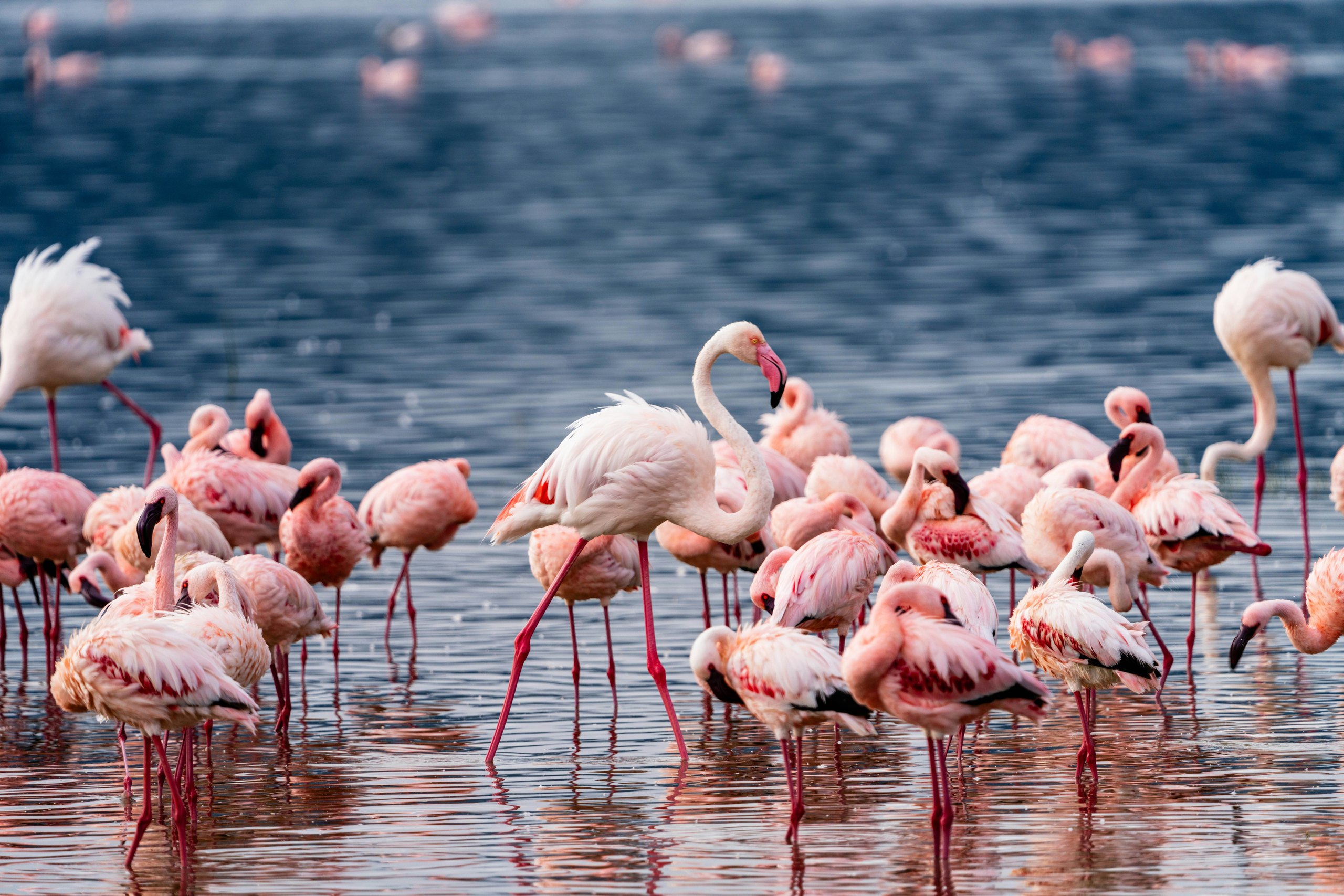 Flamingos wading in the shallows of a Rift Valley soda lake