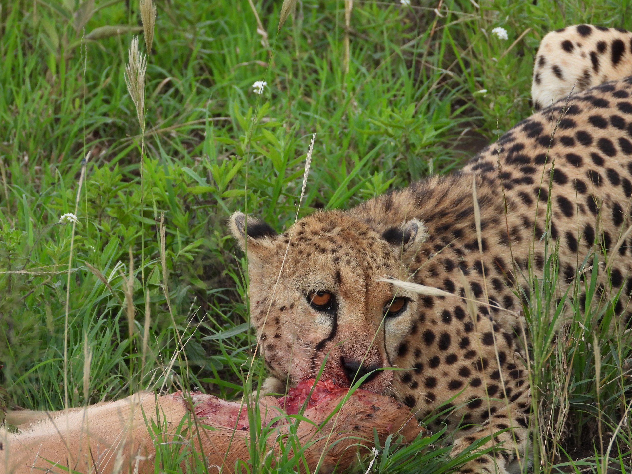 A cheetah feeding after a successful hunt