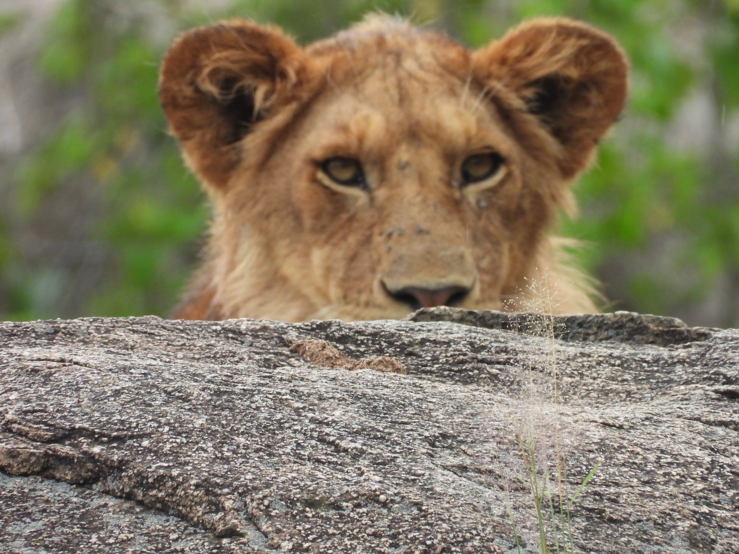 A young lion cub resting on a granite kopje