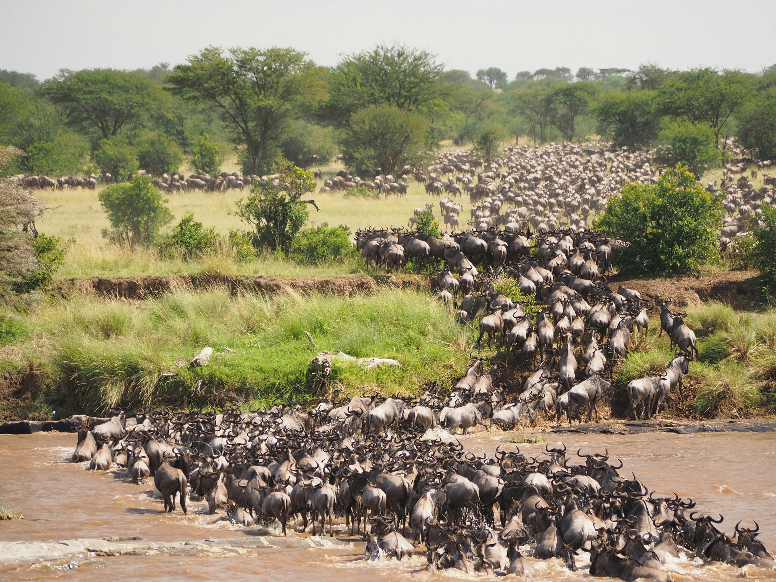 Wildebeest crossing a river during the great migration