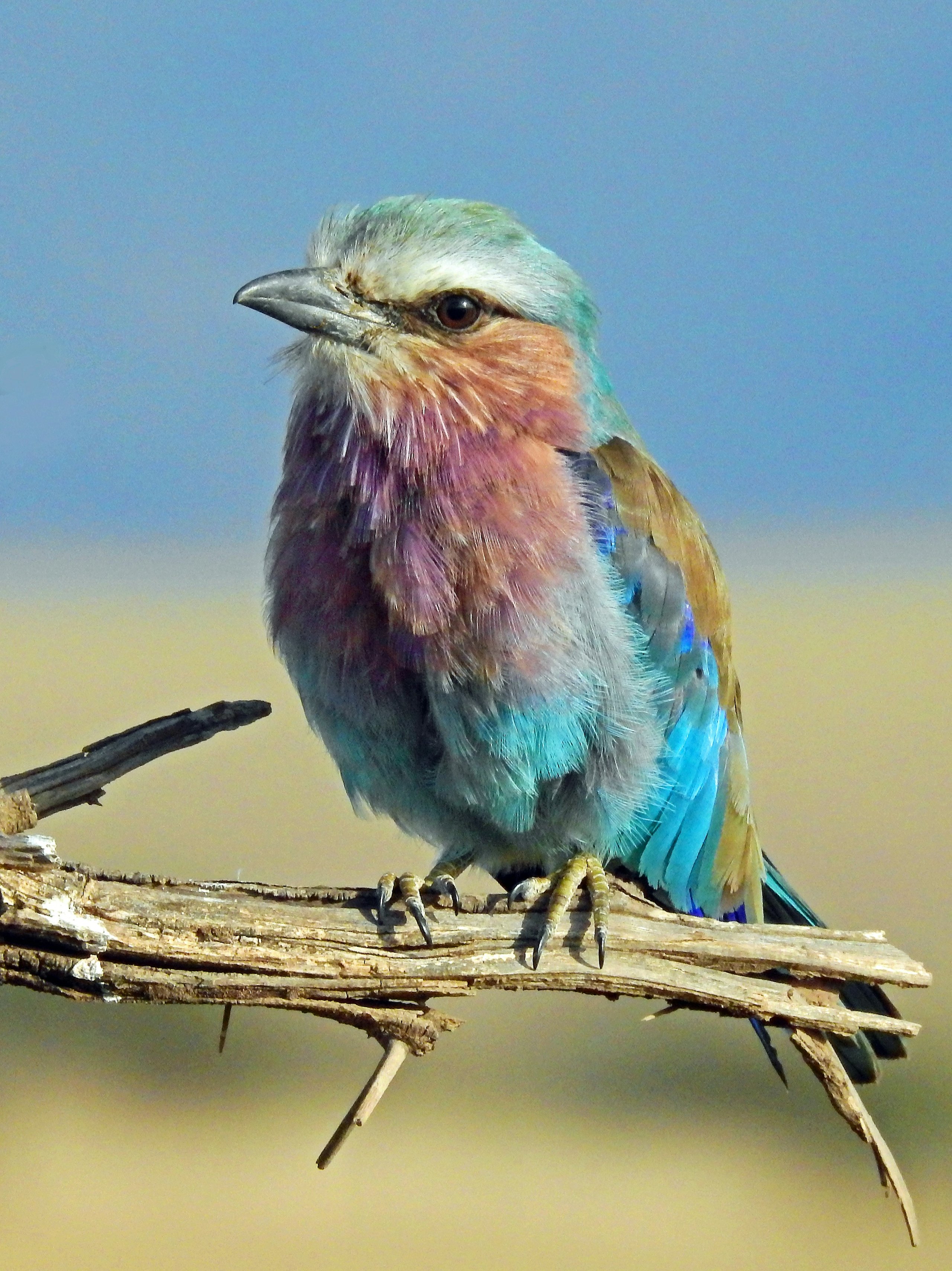 A lilac breasted roller perched on a thorn branch