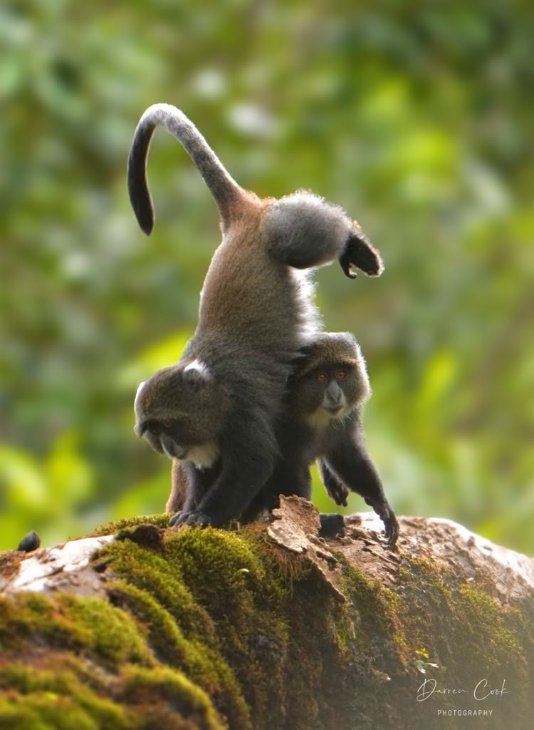 Mahale Mountains National Park, Tanzania
