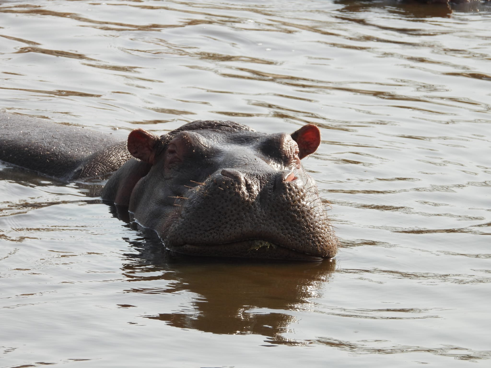 Nyerere National Park, Tanzania