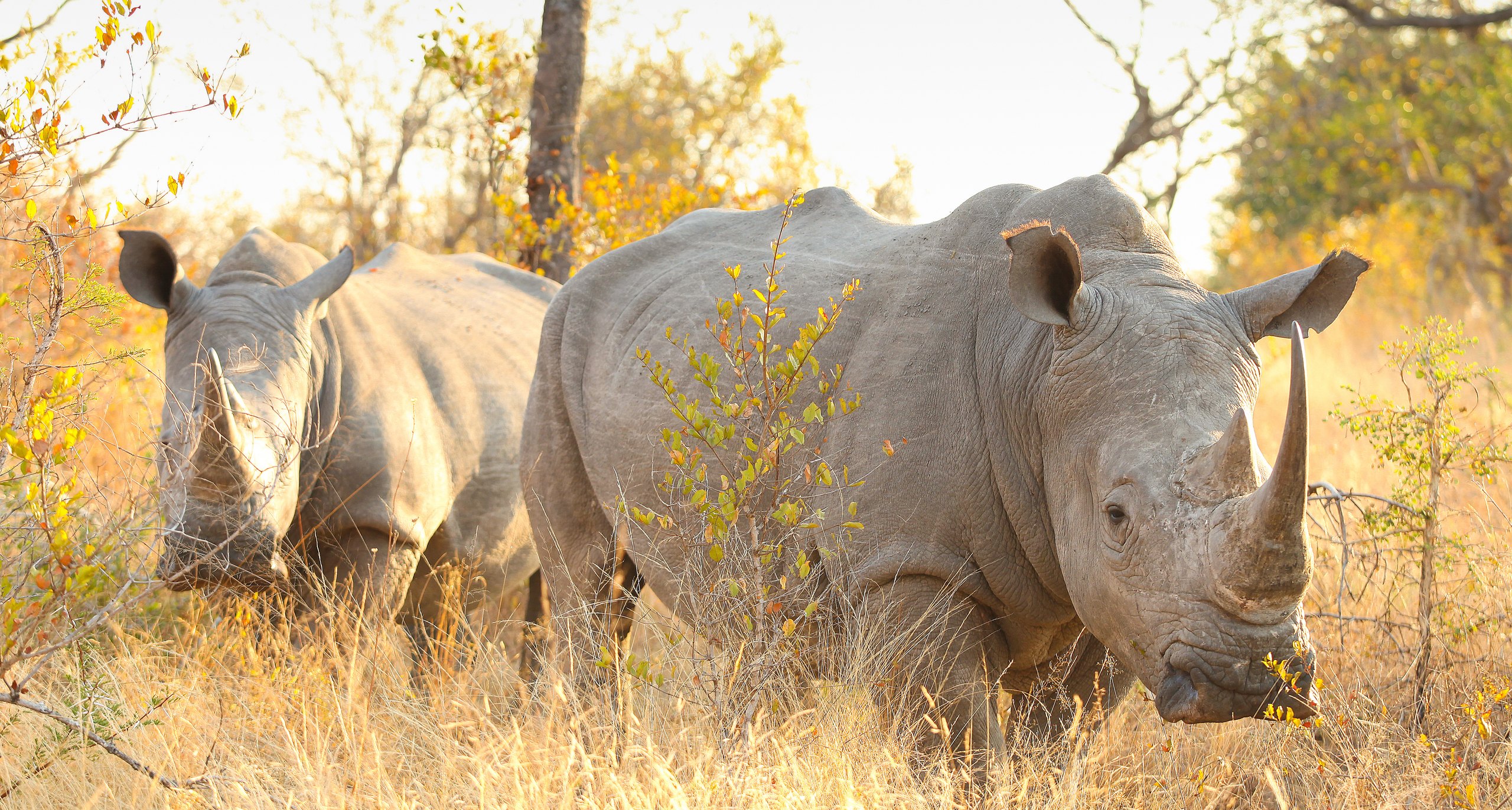 Two rhinos walking side by side through bush