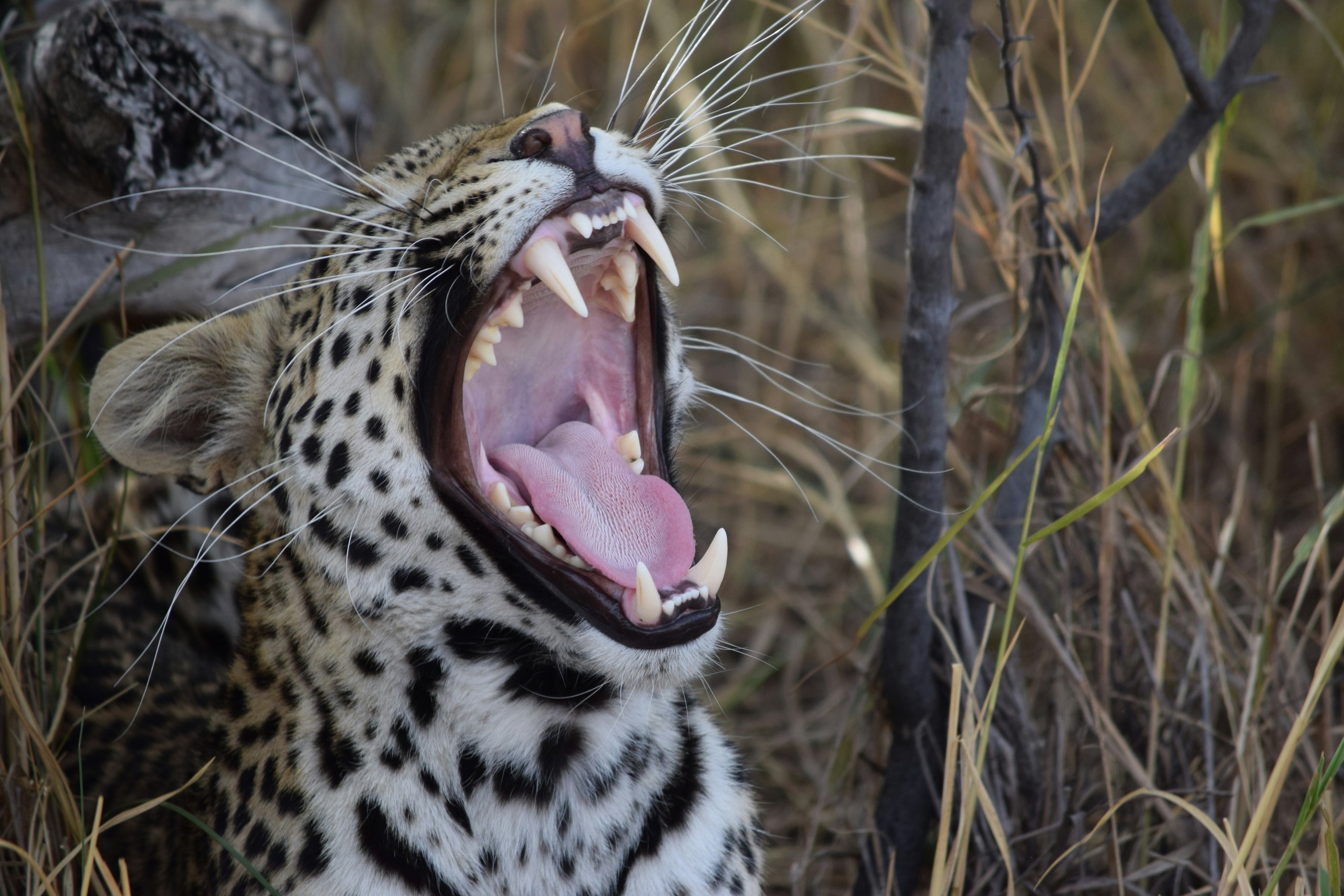 A leopard yawning wide in dry grass