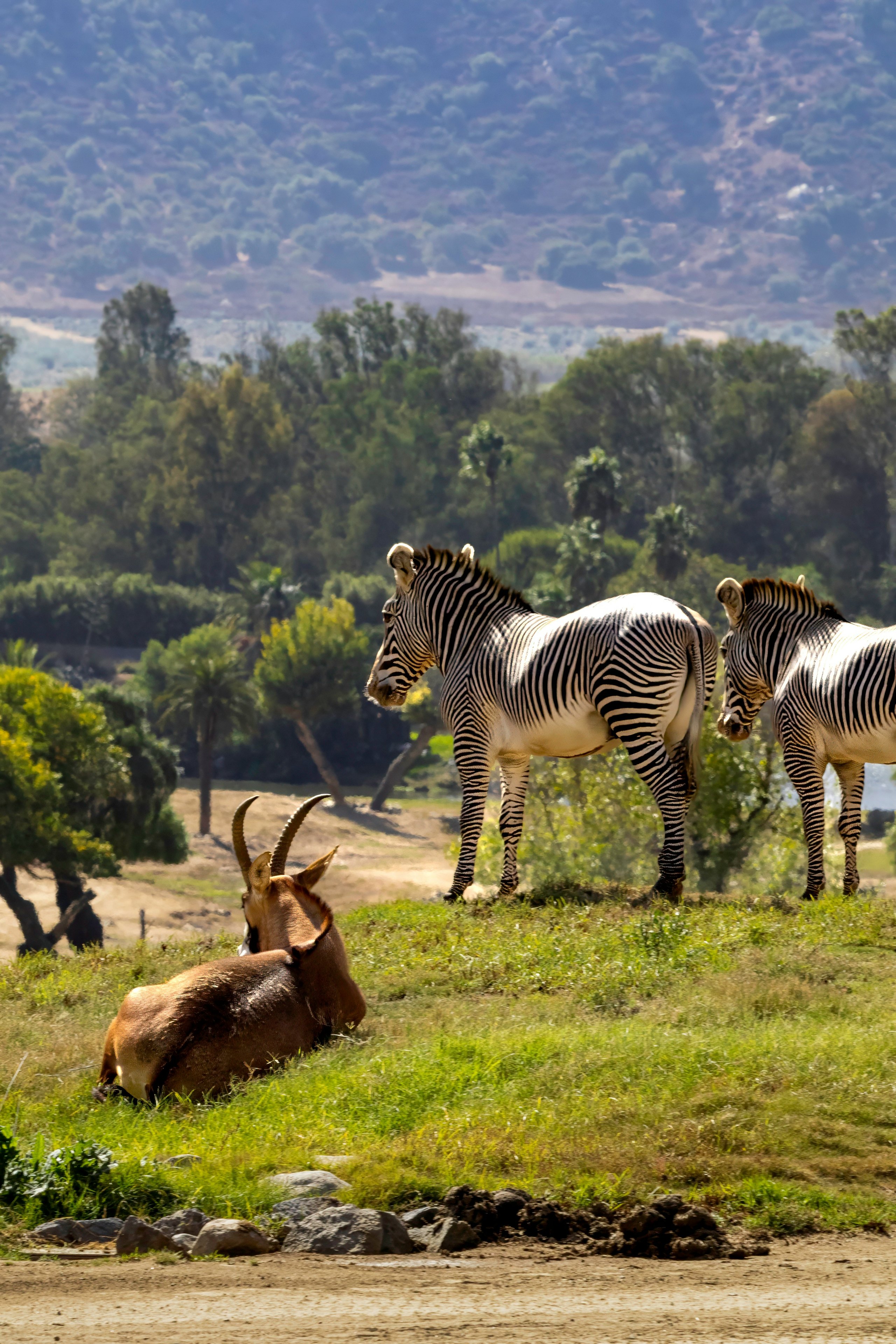 Zebra and antelope grazing below forested hills