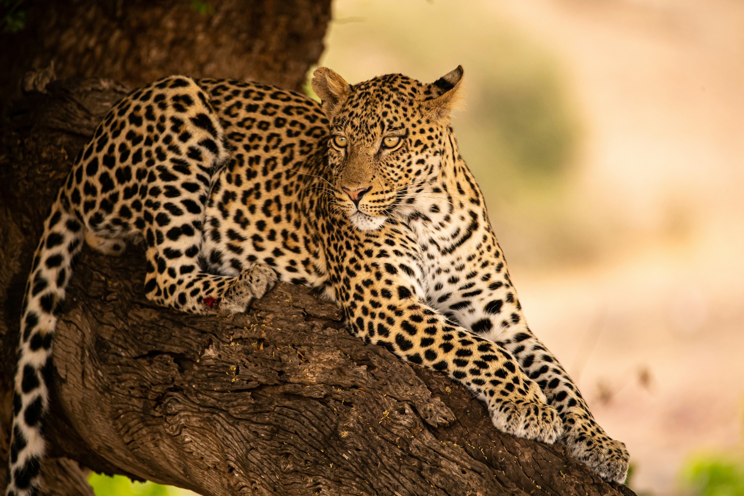 A leopard draped along a thick tree branch
