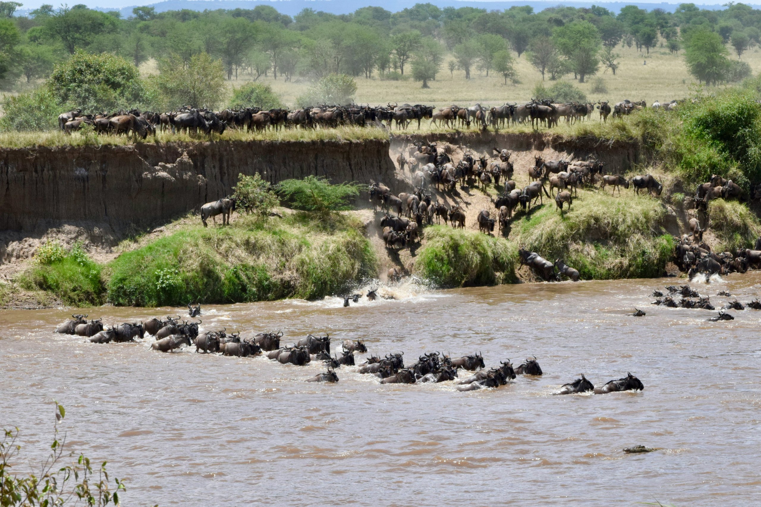 A wide river bend with the migration massed on the bank
