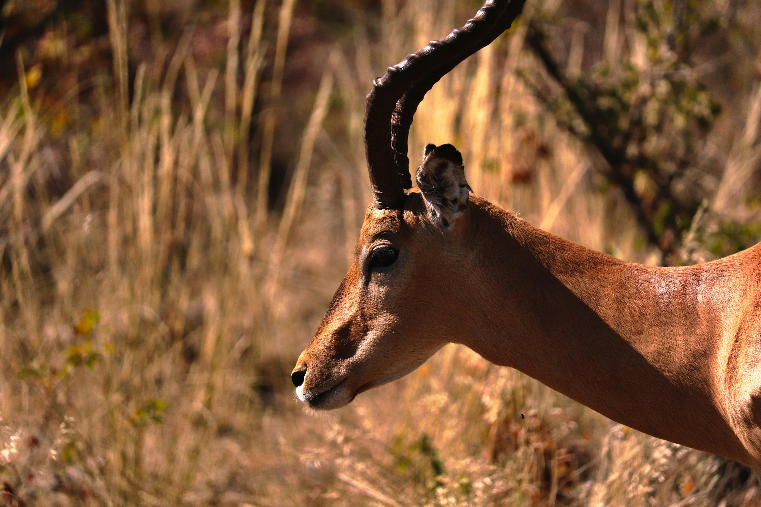 An impala ram in warm dry grass