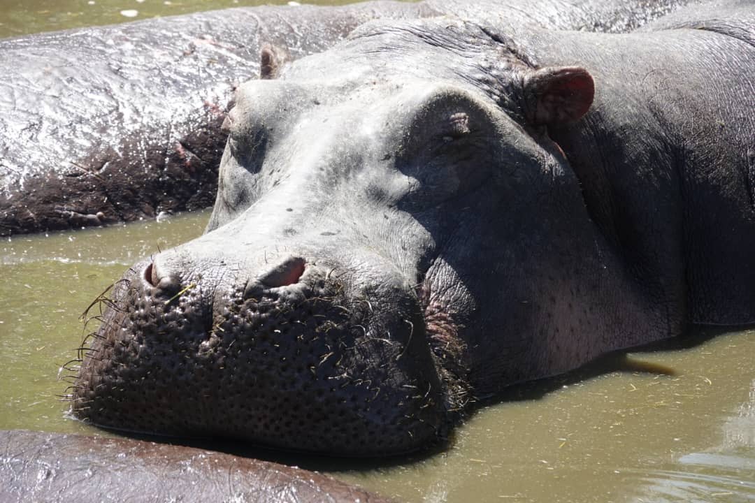 Ugalla River National Park, Tanzania