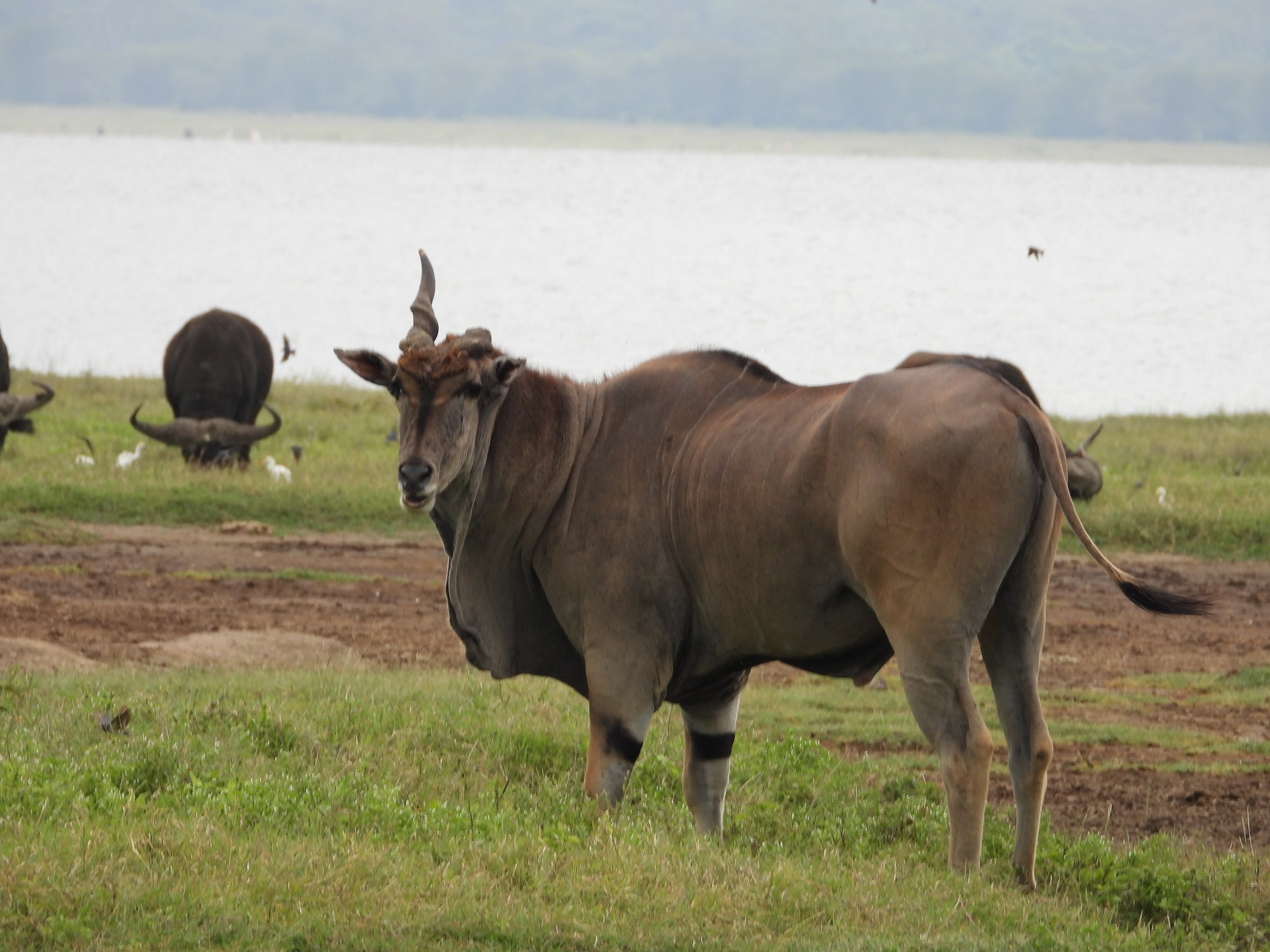 Kigosi National Park, Tanzania
