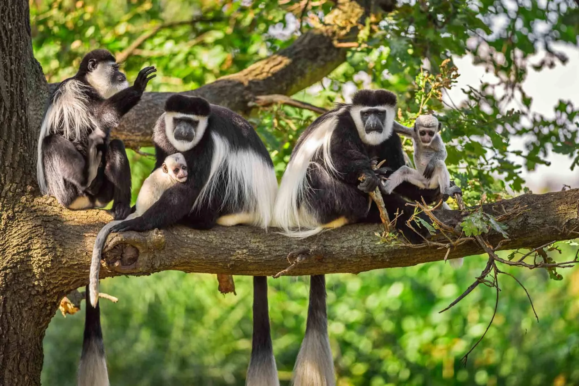 Arusha National Park, Tanzania
