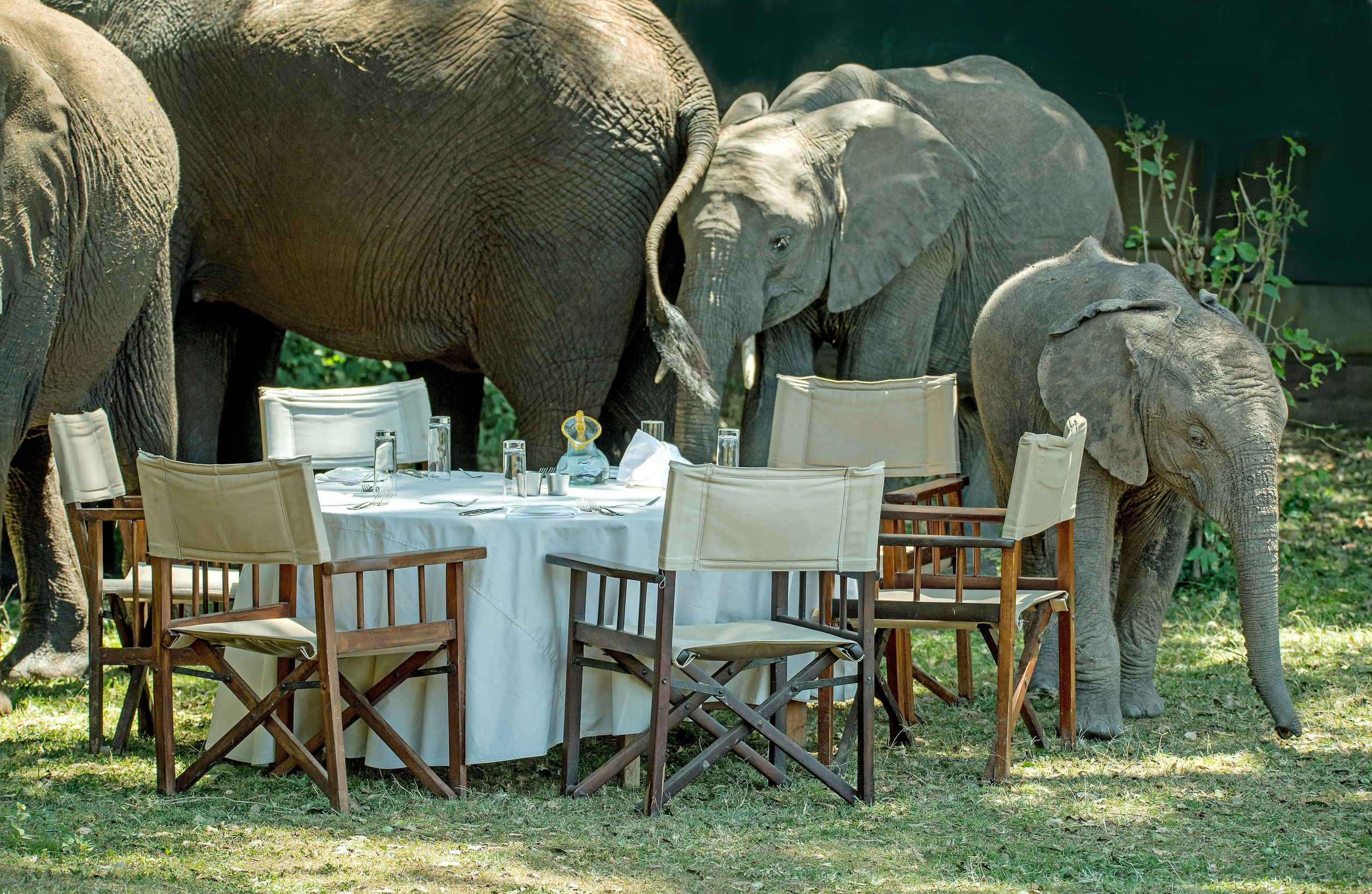 A set dining table in the open with elephants behind it