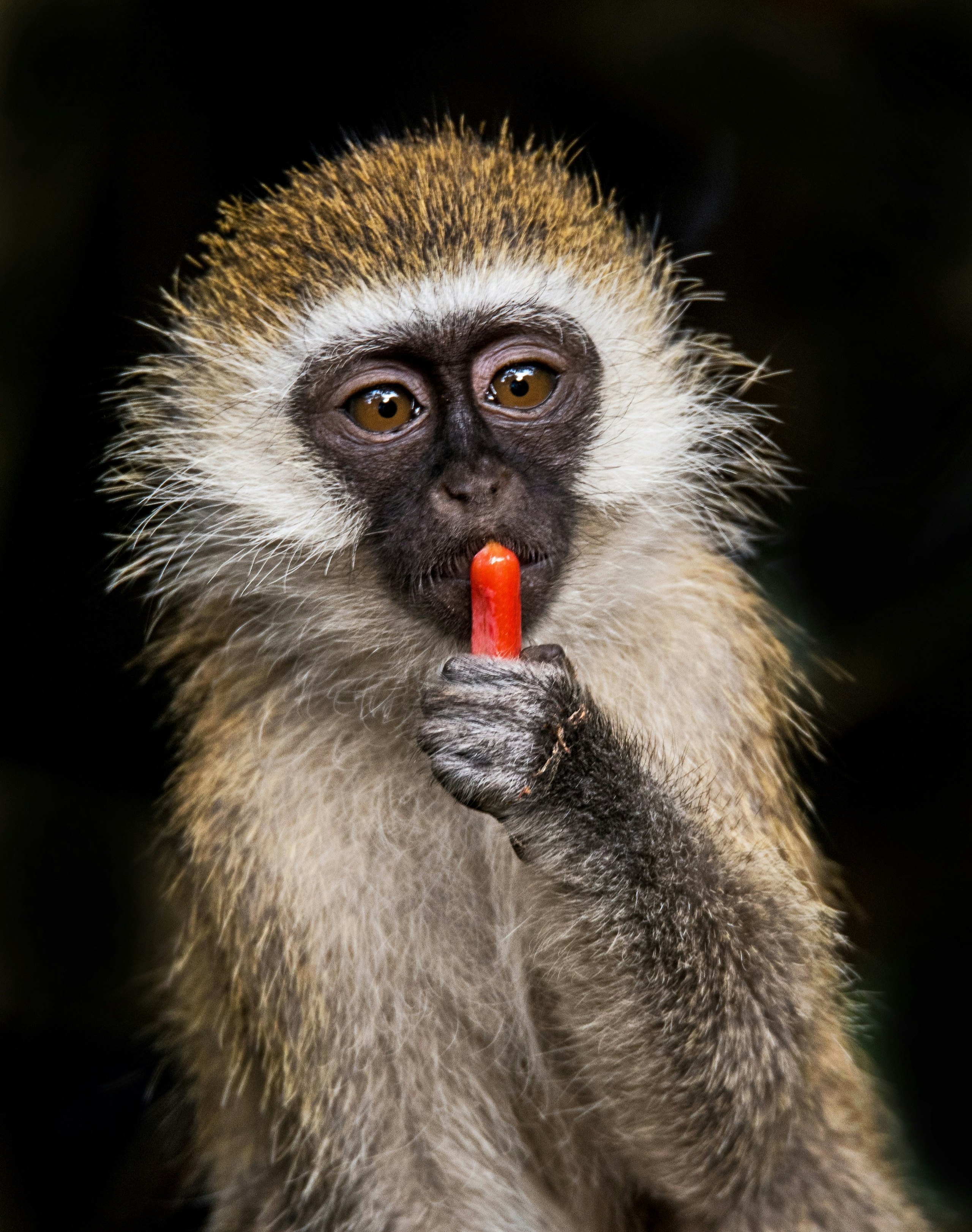 A vervet monkey holding a bright red fruit