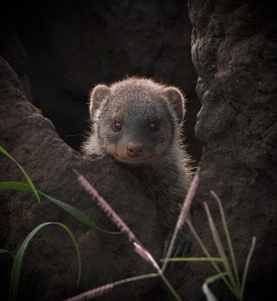 Jozani Chwaka Bay National Park, Tanzania