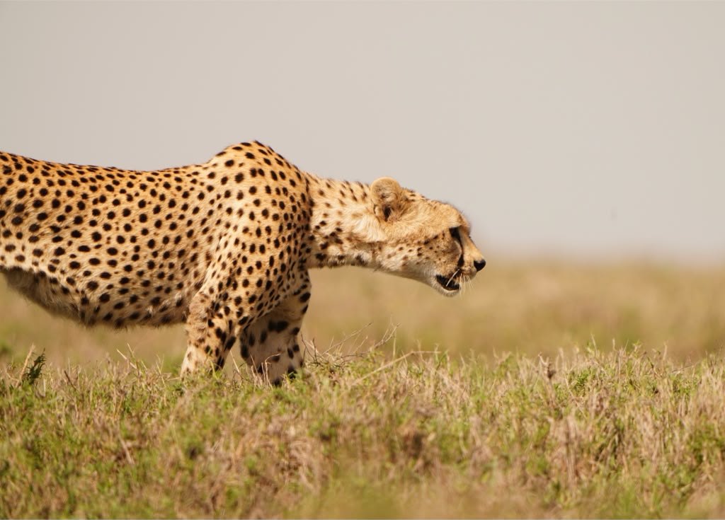 A cheetah moving at speed across open grassland
