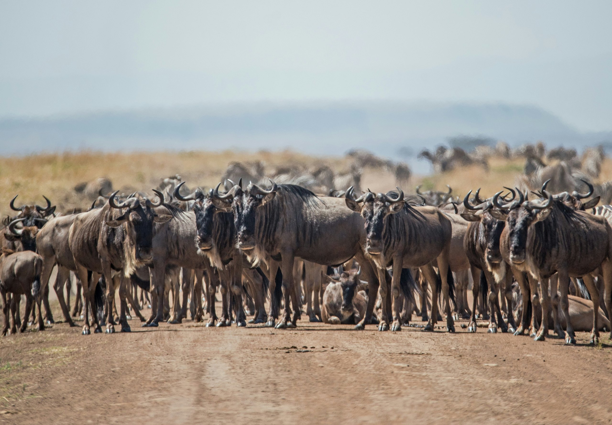 Calving Season Safari in Ndutu safari in Tanzania