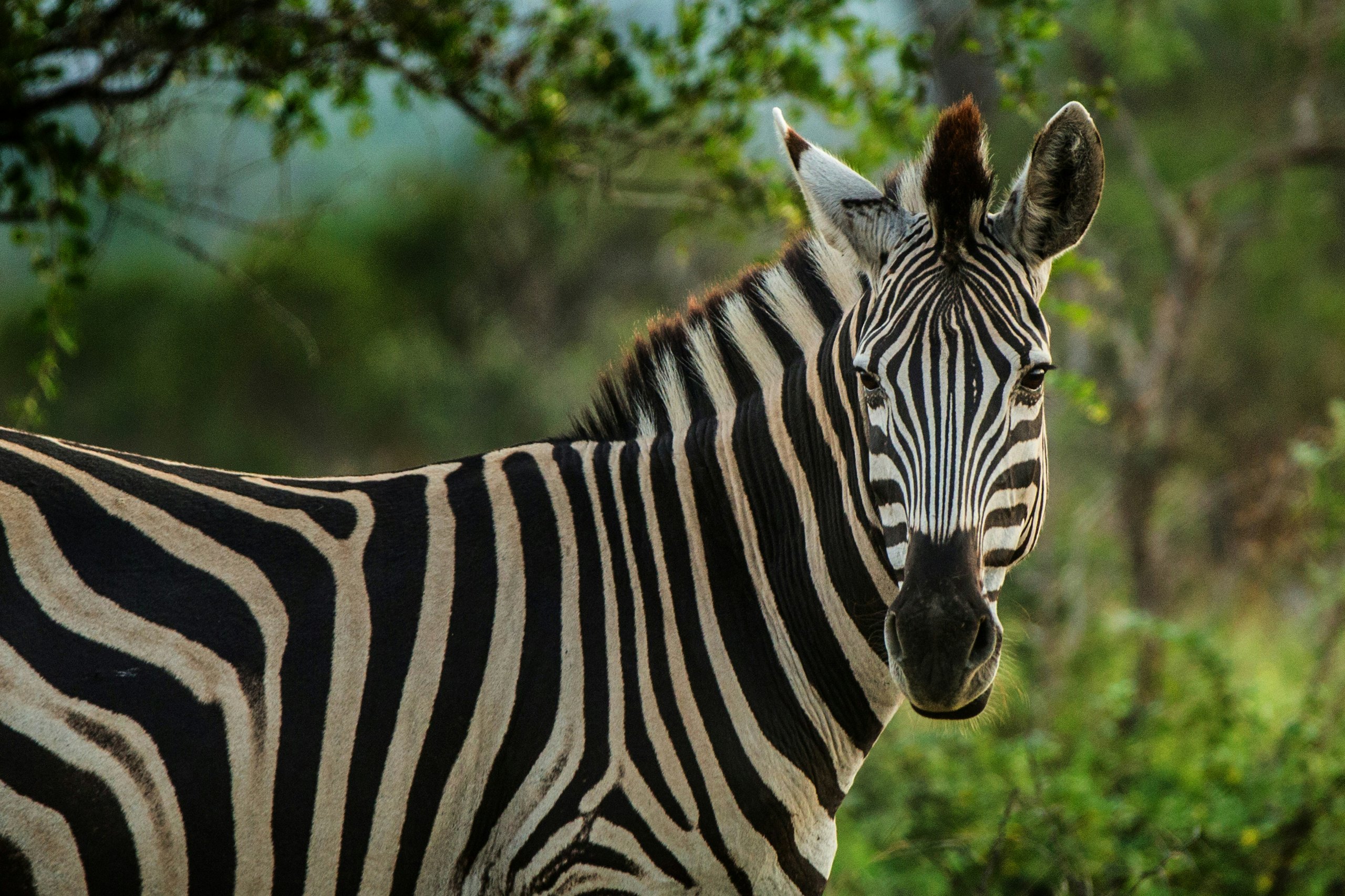 Close portrait of a zebra in green bush