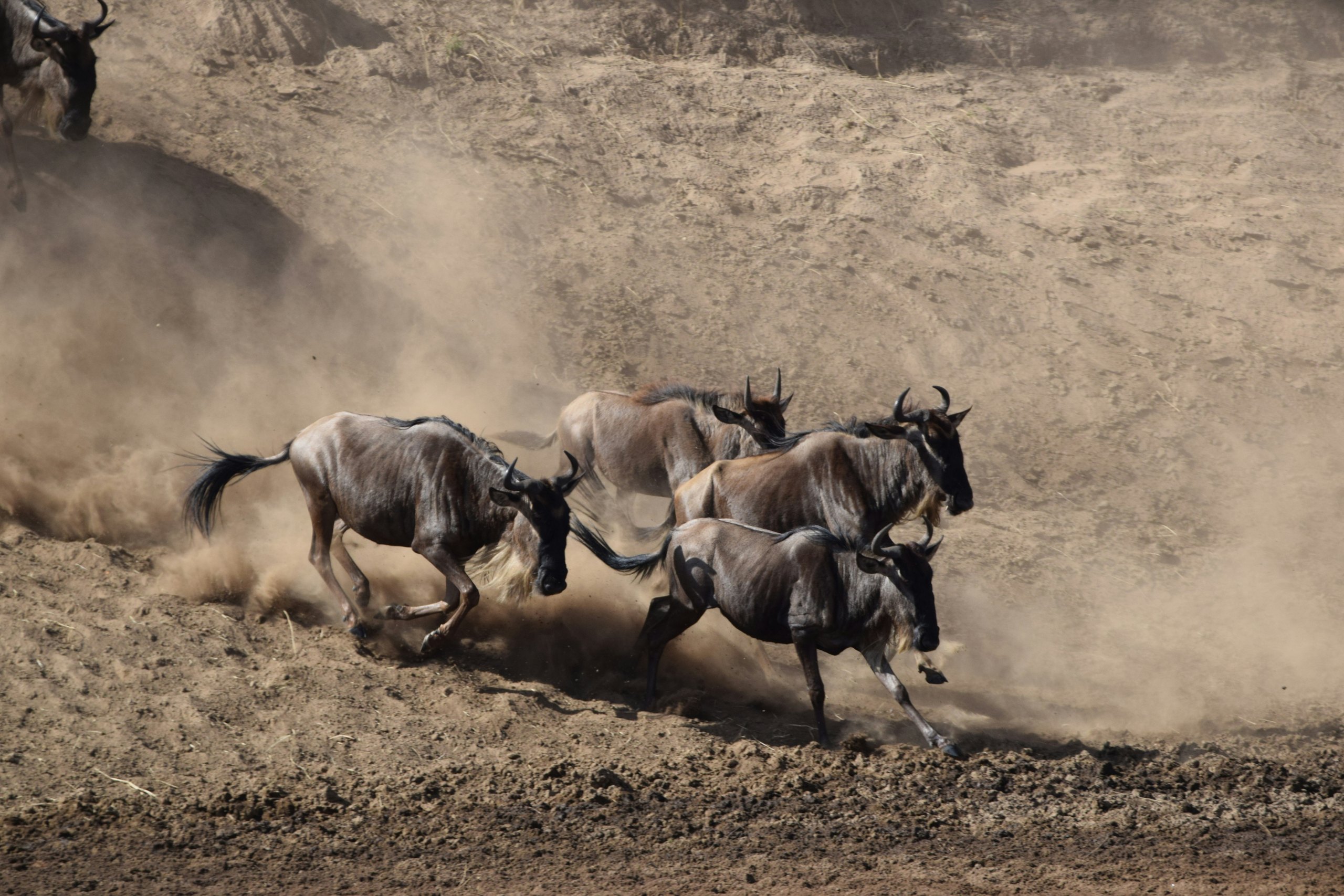Wildebeest galloping through a cloud of dust