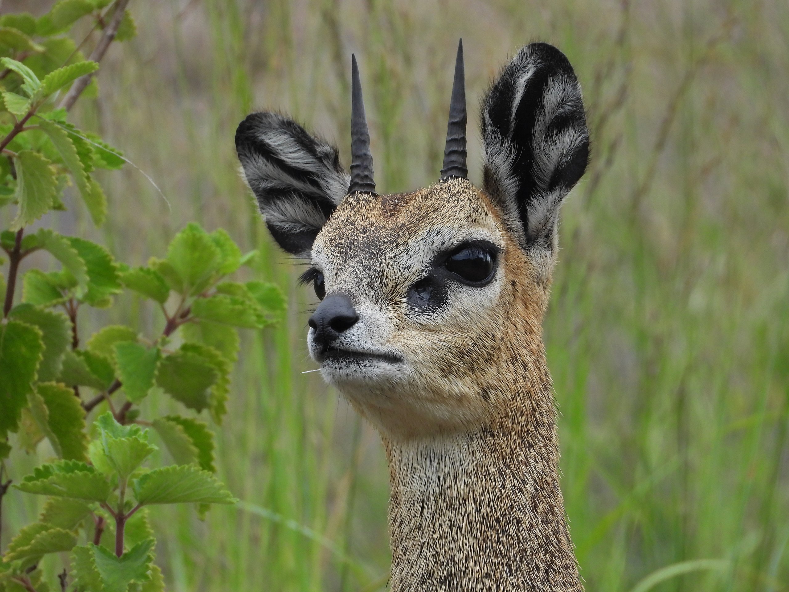 A klipspringer standing alert in green vegetation