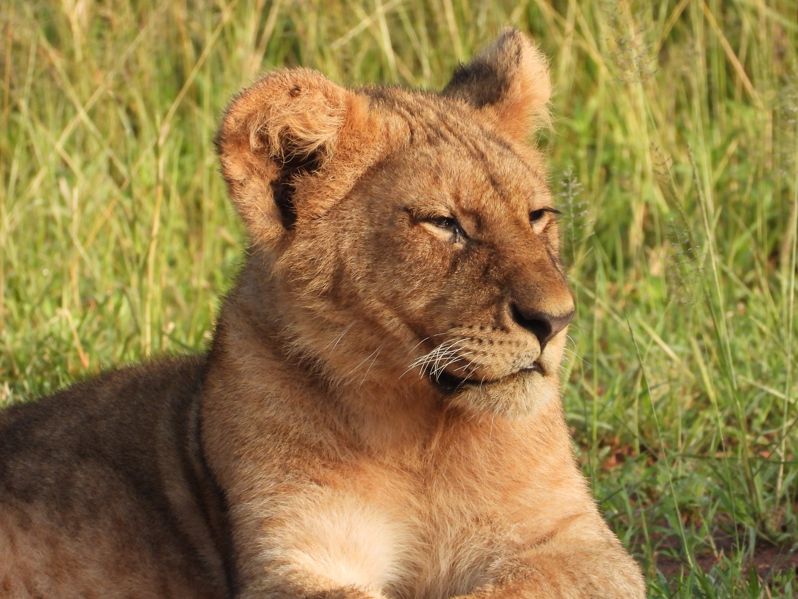 Close portrait of a lioness in green grass