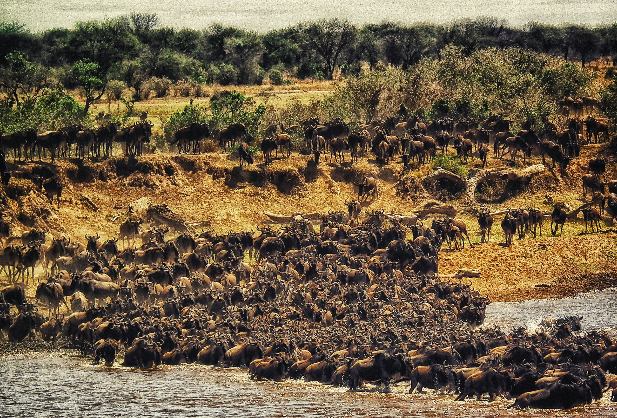 Thousands of wildebeest lining a river bank at dawn