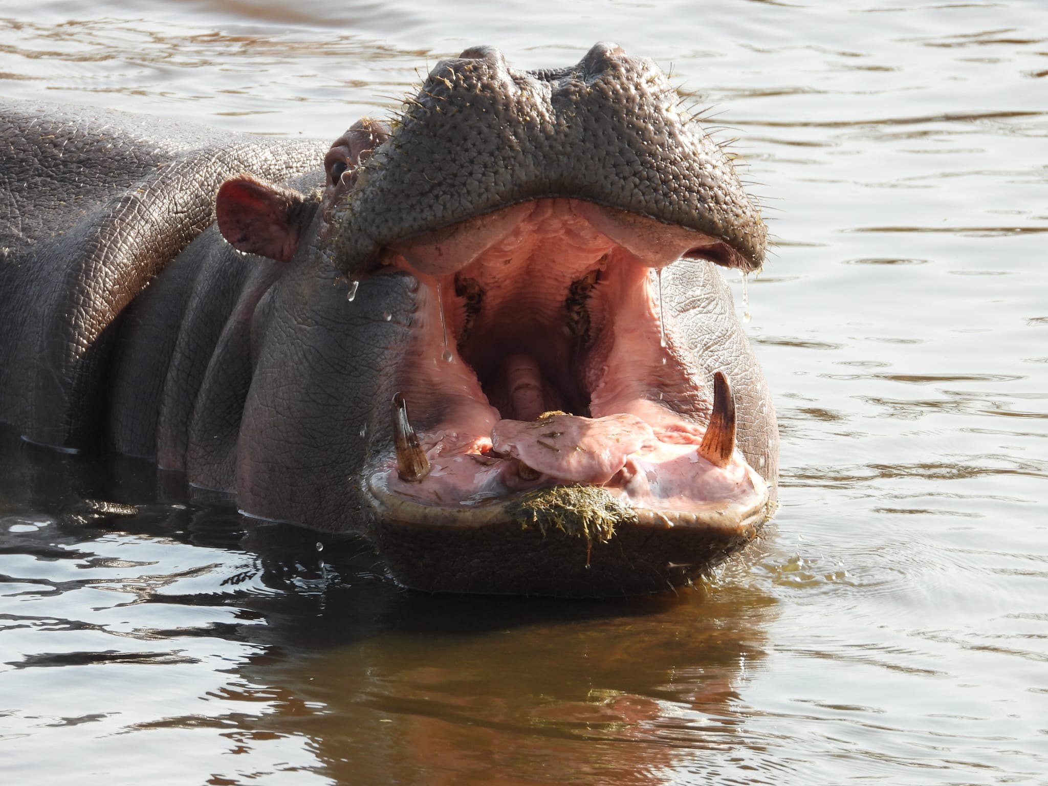 A hippo yawning wide in a river pool