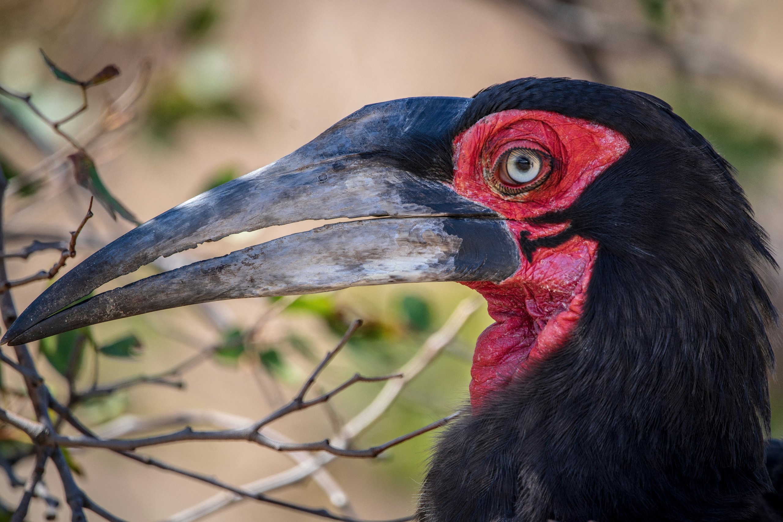 Close portrait of a southern ground hornbill
