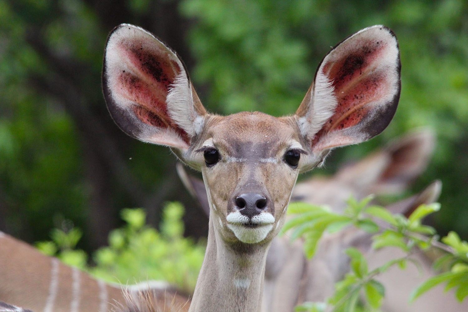 Ruaha National Park, Tanzania