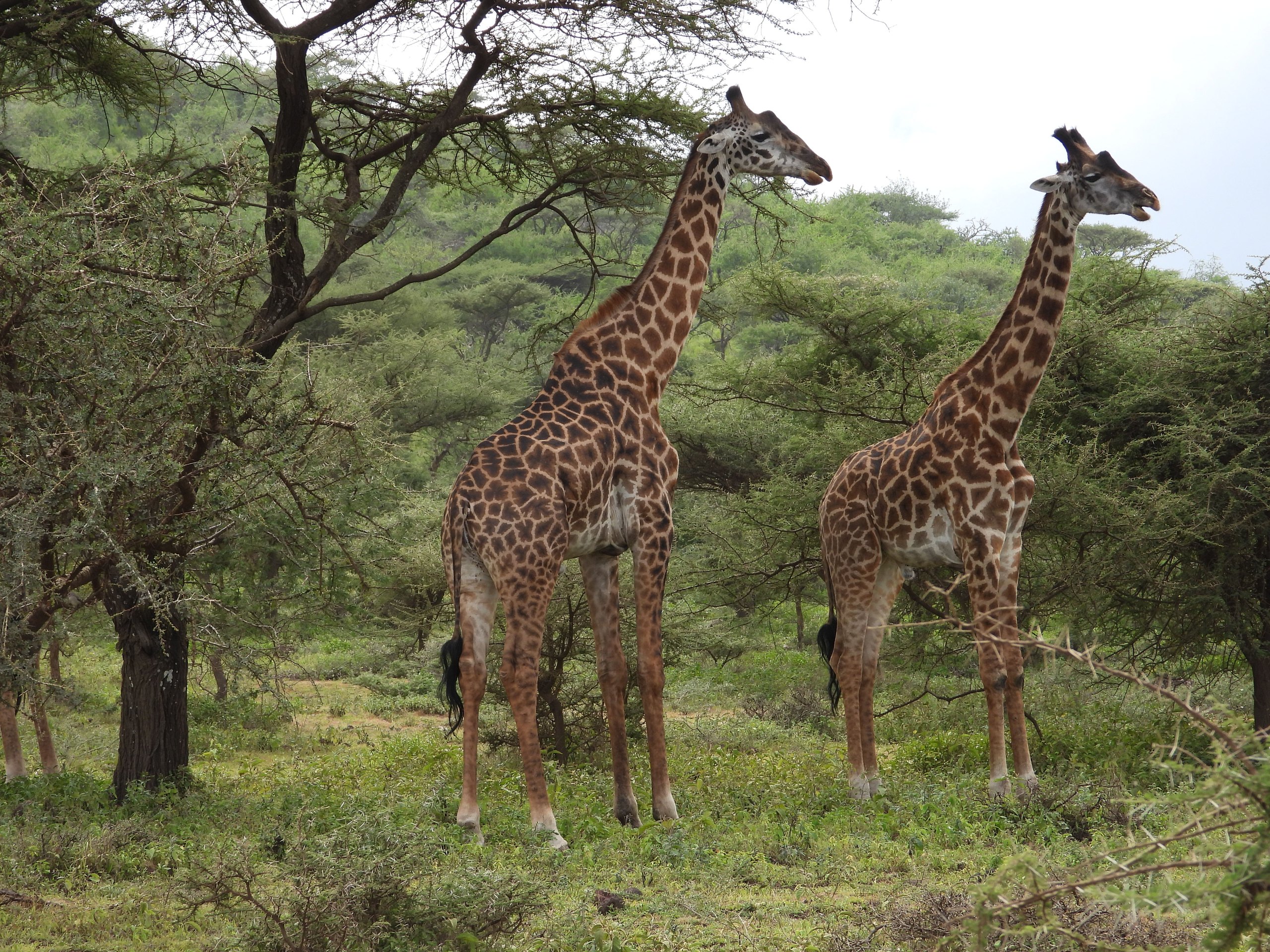 Giraffes among acacia trees on the Tanzanian plains