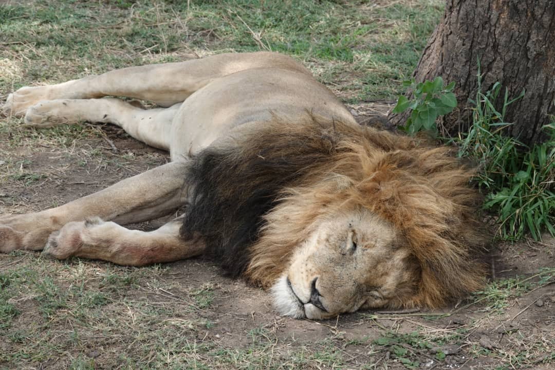 A male lion asleep in the shade of a tree