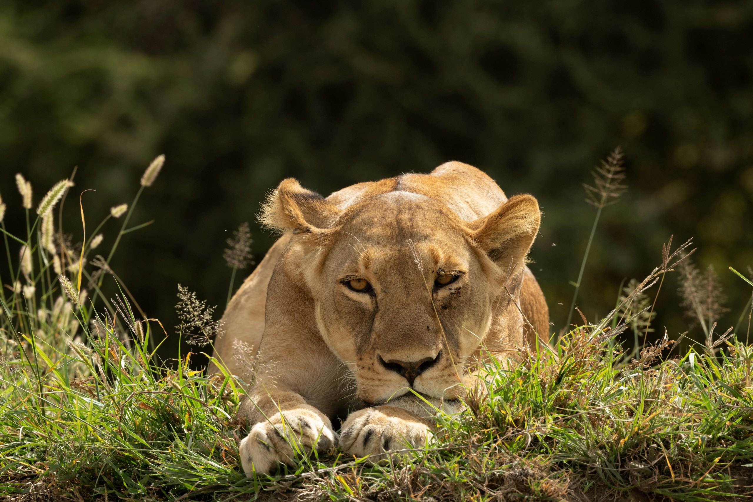 Serengeti Direct Fly-In Safari