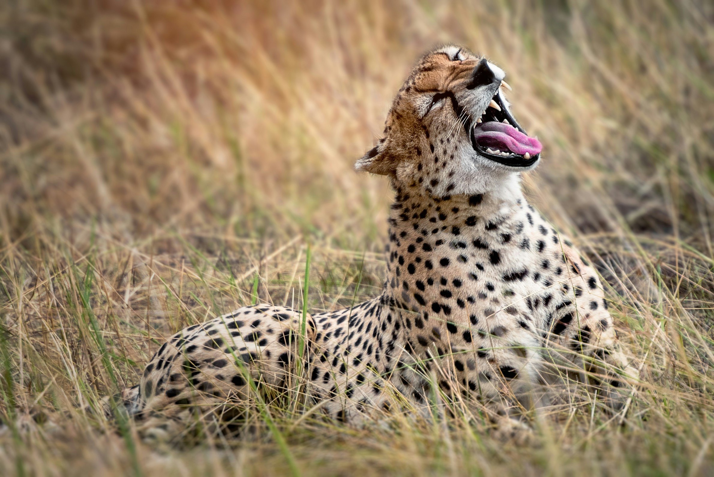 A cheetah calling from long golden grass