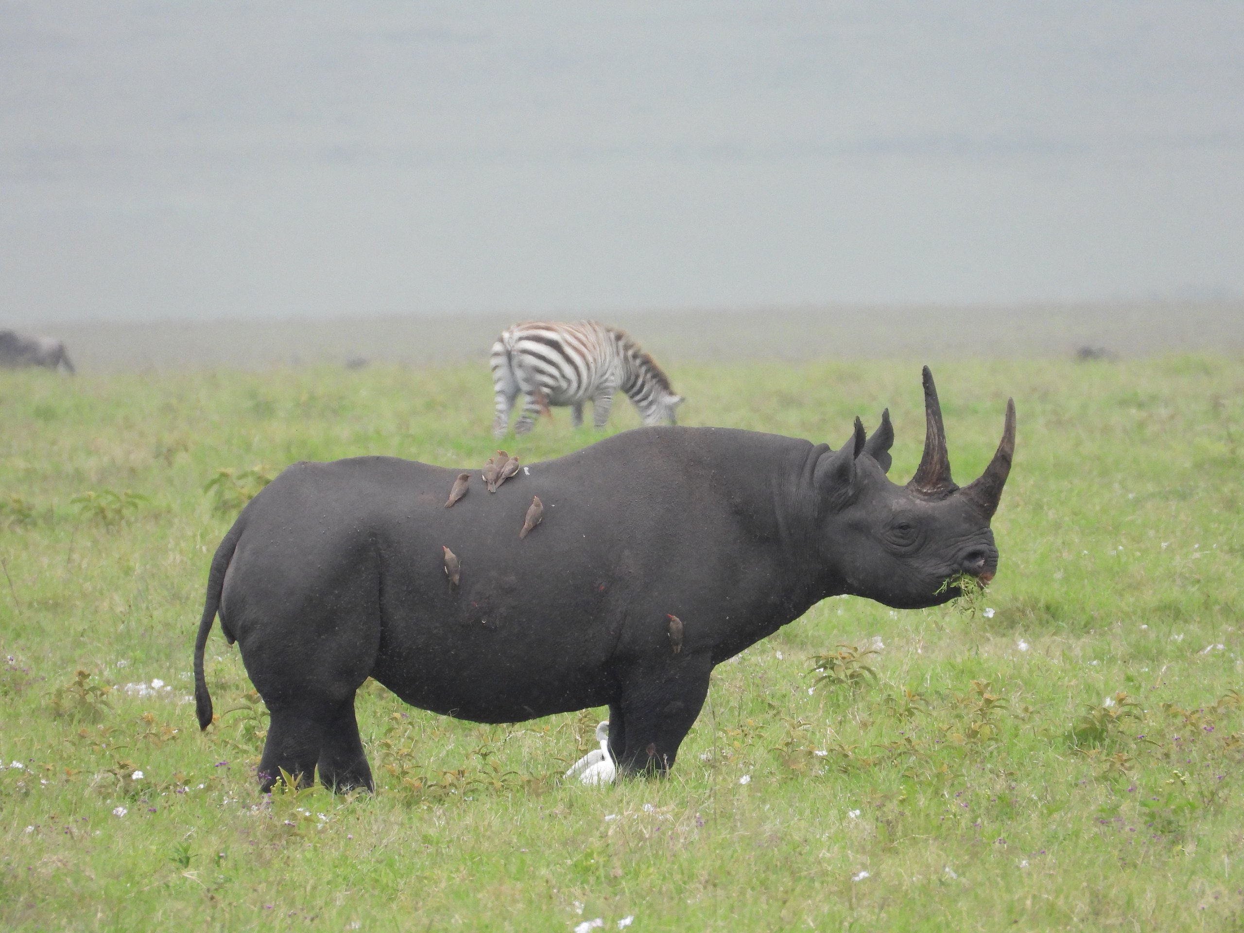Ngorongoro Crater