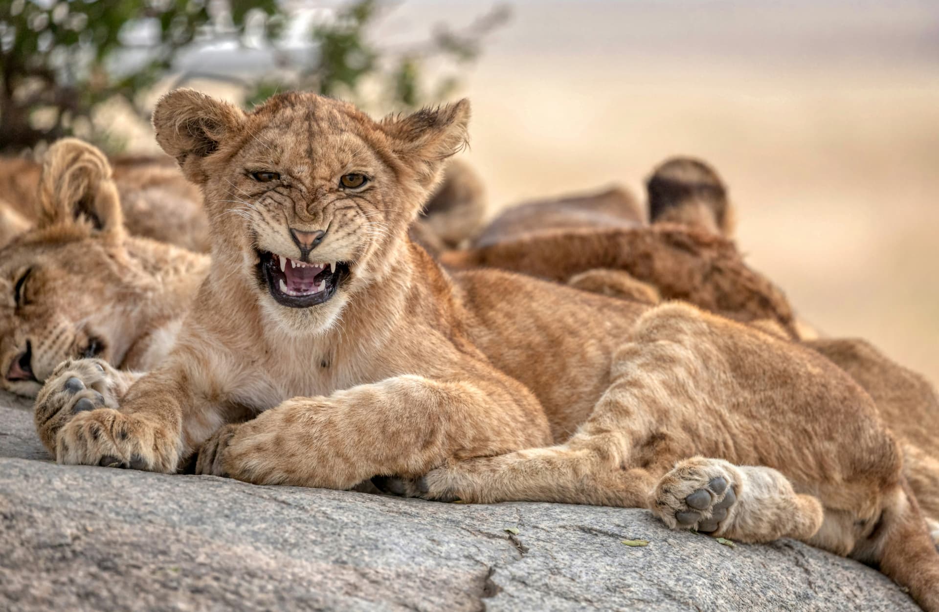 Young lions resting together on a sunlit rock
