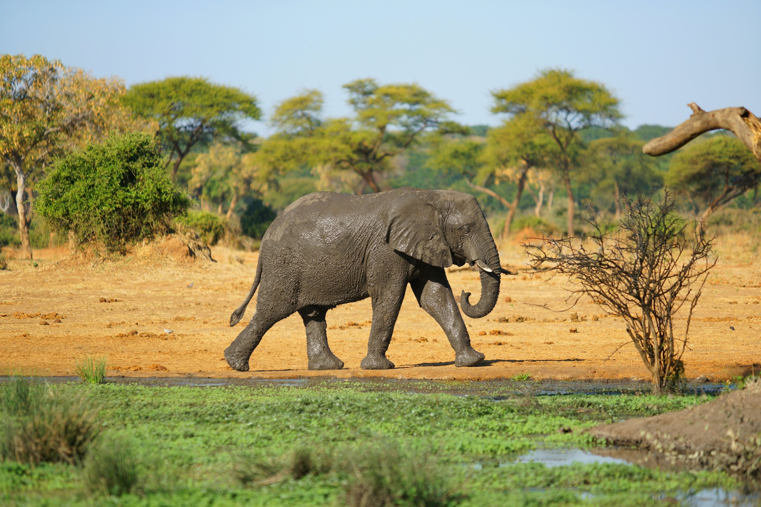 An elephant walking to a waterhole