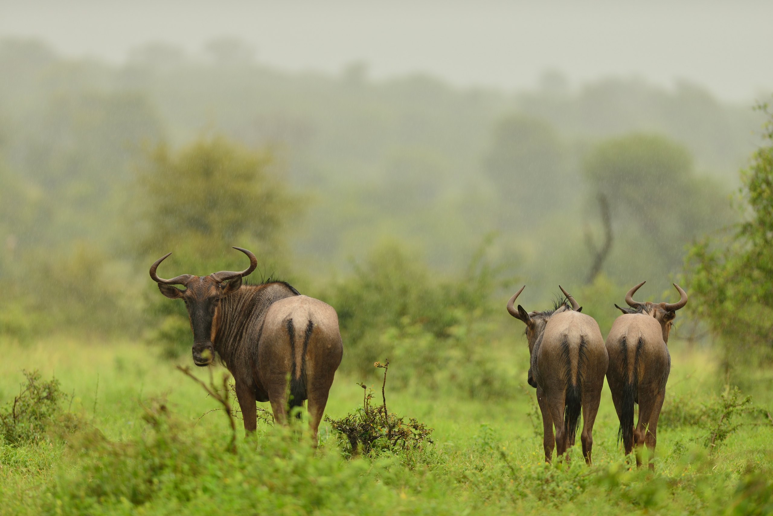 Green season plains covered in grazing herds
