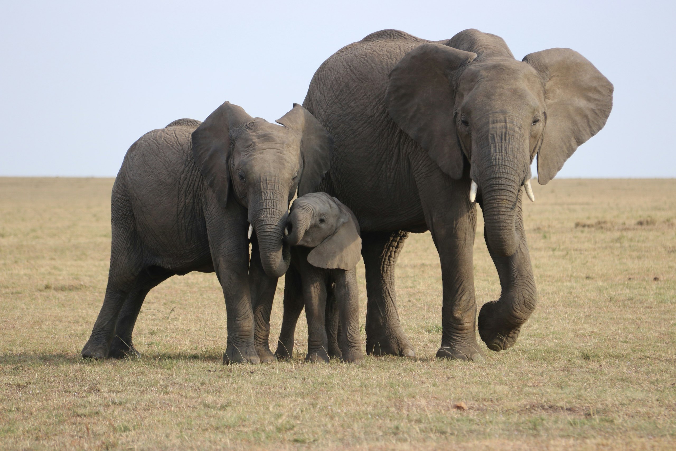 An elephant family with a calf walking on open plain